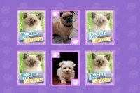 Match animali domestici Match animali domestici